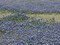 A profusion of Bluebonnets, in a field in Boerne, TX Poster Print by Carol Highsmith - Item # VARPDX468110